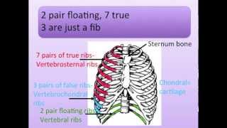 Thoracic Cavity and Neck Bones Song Ribs [upl. by Mora]