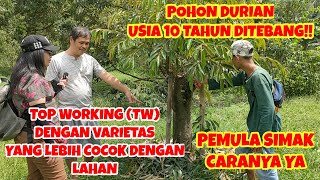 POHON DURIAN USIA 10 TAHUN DITEBANG TOP WORKING TW DENGAN VARIETAS YANG LEBIH COCOK DENGAN LAHAN [upl. by Chappy973]