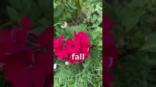 Different Perennial Phlox flower varieties plants garden httpstinyurlcomDeesPlants [upl. by Narmi]