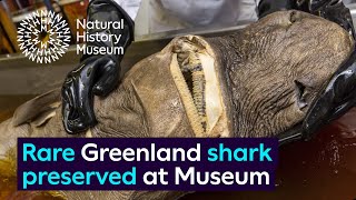 Rare Greenland shark specimen preserved at the Museum [upl. by Bocock]