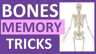 How to Learn the Human Bones  Tips to Memorize the Skeletal Bones Anatomy amp Physiology [upl. by Margy]