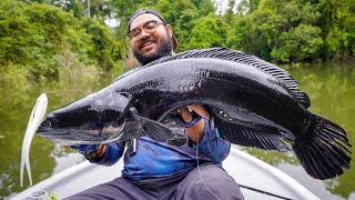 AKHIRNYA IKAN BESAR HITAM DAH JUMPA DI KEDAH [upl. by Monjan347]