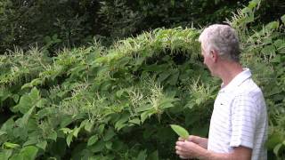 Identification of Japanese knotweed [upl. by Edelman]