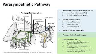 Pterygopalatine Ganglion [upl. by Sussna]