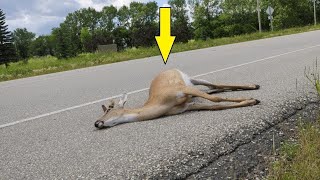 😍WHO TO CALL FOR DEAD DEER IN YARD NEAR ME MUST SEE😍 [upl. by Kissiah]