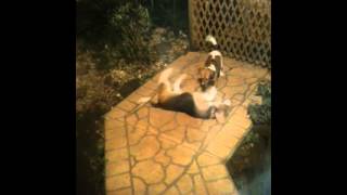 WHAT THE  My dogs doing it missionary style and the girl is on top [upl. by Anirda497]