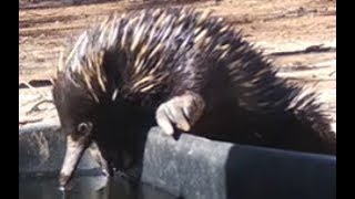 Echidnas  egglaying mammals [upl. by Anuahs945]