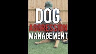 How to properly manage DOG AGGRESSION Americas Canine Educator [upl. by Rehotsirk]