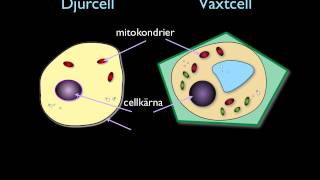 Djur amp växtcellen [upl. by Hooge]