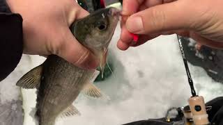 Tullibee ice fishing in Minnesota [upl. by Anrev]