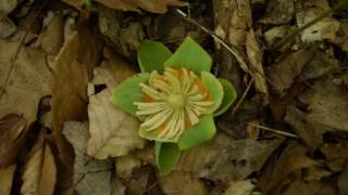 Wild Edible amp Medicinal Plant Property Tour [upl. by Rdnaskela]