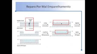 Danos e Reparo do DNA [upl. by Sedgewinn635]