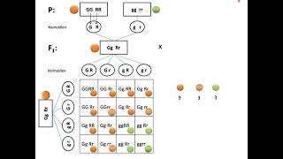 Aufstellen von Kreuzungsschemata  Mendel Teil 3 Dihybride Erbgänge [upl. by Annahsat590]
