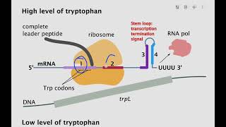 Trp Operon [upl. by Aleuname]