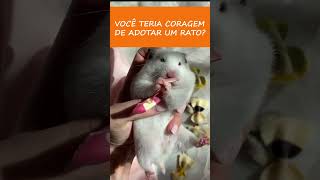 Voce gosta de ratos e roedores [upl. by Justine]