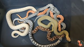 🐍 Serpiente hocico de cerdo Heterodon nasicus  Cuidados e información 🐍 [upl. by Ennavoj]