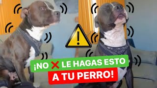 Este PITBULL TIEMBLA SIN PARAR cuando su DUEÑA LO CORRIGE ⚠️ ¿QUÉ LE HAN HECHO 😰 [upl. by Samara472]