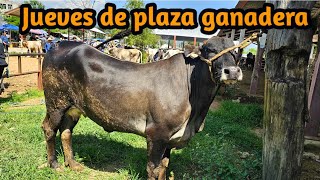 plaza ganadera Cuilapam oaxaca toros vacas becerros caballos yeguas forrajes aves de corral [upl. by Eninahpets]