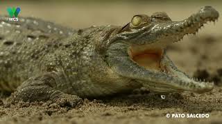 WCS Releases FirstKnown Drone Footage of Wild Critically Endangered Orinoco Crocodile [upl. by Olocin]