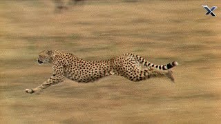 The Cheetah is the Fastest Animal in the World [upl. by Mill]