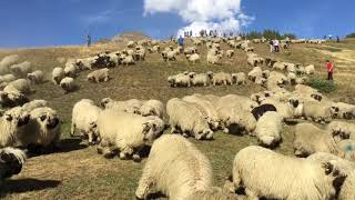 The descent of the black nose sheep in Rosswald Valais [upl. by Lehcar]