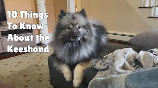 10 Things To Know About The Keeshond [upl. by Asserac]