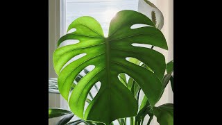 The Surprising CancerFighting Power of Houseplants 🌿 [upl. by Ainelec403]