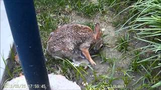 Mother cottontail rabbit with babies [upl. by Ennayehc918]