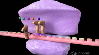 Inhibitors of protein synthesis [upl. by Ahseit]