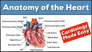 Anatomy of the Heart Structures and Blood Flow Cardiology Made Easy [upl. by Harmony901]