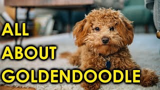 Goldendoodle Dog Breed Guide Puppies to AdultsAmazing Dogs [upl. by Mak]