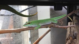 ヒルヤモリに餌づけPhelsuma madagascariensis keeprearraisekeep reptiles [upl. by Nnoj]