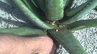 Pulling Aloe Pups for Transplanting [upl. by Fattal696]