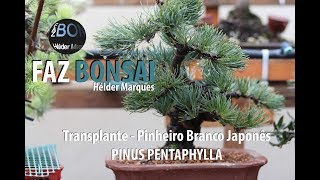 Transplante  Pinus Pentaphylla ou Pinheiro Branco Japonês [upl. by Sesiom339]