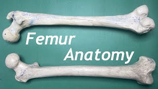 Femur Anatomy  Bony features Lower limb bones Dr Awais [upl. by Amary95]