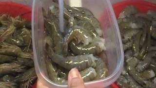 Noreens Kitchen Tid Bit How to Clean and Freeze Fresh Shrimp [upl. by Darelle]