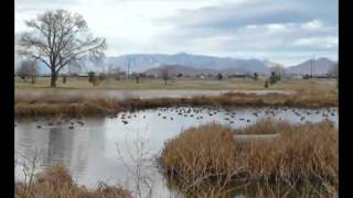 2010 0117 Wings Over Willcox AZ [upl. by Ahsenit]