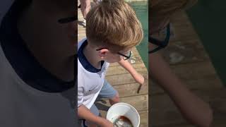 Feeding Tarpons In Florida Keys Scawwyyyyy [upl. by Lal]