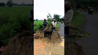 Paddy Threshing by Paddle Thresher shorts [upl. by Einalam432]