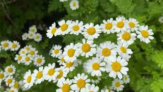 Feverfew  LongLasting Daisy Blooms for Your Garden  2024 flower [upl. by Cyma]