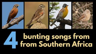 4 BUNTING songs amp calls from Southern Africa [upl. by Eillim]