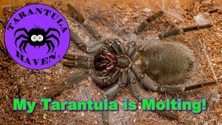 My Tarantula is MoltingWhat to Expect [upl. by Munro433]