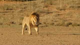 Free Stock Footage Male Lion Walking on a Dusty Plain  Africa Travel Channel in HD [upl. by Ylicis]