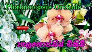 How to Care Phalaenopsis Orchid  Phalaenopsis Orchids  පැලනොප්සිස් ඕකිඩ් මල්  ඕකීඩ් මල් වගාව [upl. by Daus]