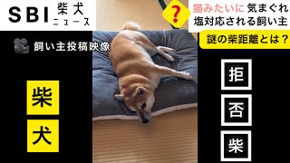 【柴犬あるある】頑固でツンデレだけど、そこがまた魅力的。 [upl. by Foushee]