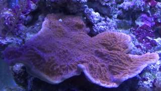 Montipora capricornis [upl. by Ahtanaram]