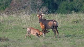 Baby Red Hartebeest Antelope feeding on mom Antelope Amakhala Game Reserve [upl. by Reese142]