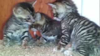 Too Cute Toyger Kittens  4 weeks old [upl. by Ennagrom]