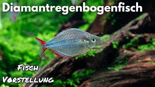 Diamantregenbogenfisch  Melanotaenia praecox  Liquid Nature Fisch Vorstellung [upl. by Elleivap301]