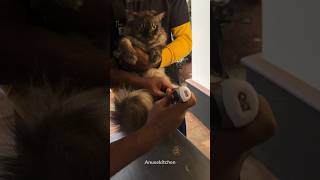 Bast Home service for pets Contact no ‪91 99959 65709‬ grooming pets cat Full video uploaded [upl. by Adnamaa]